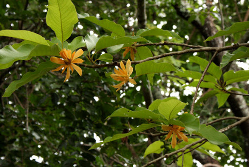 Cây Ngọc lan hoa vàng. Michelia champaca L. - Cây Thuốc Nam Quanh Ta